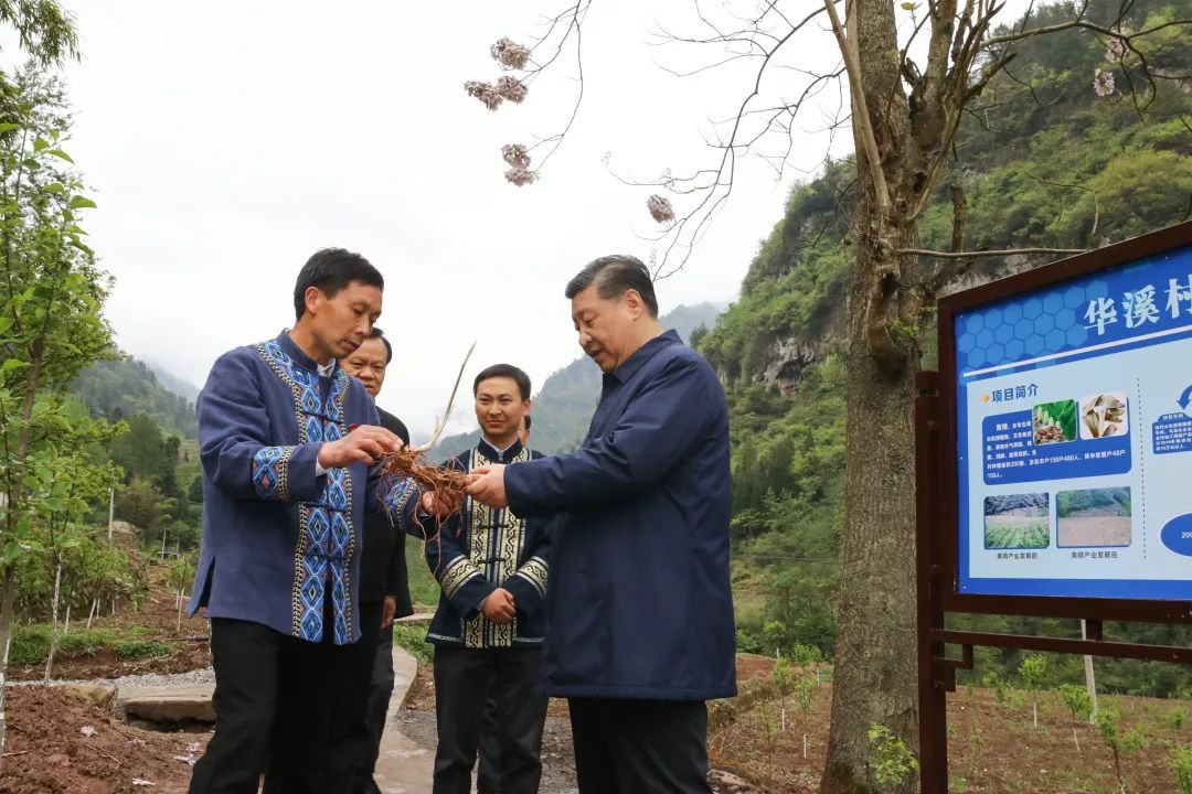 2019年4月15日，習(xí)近平在重慶華溪村考察特色經(jīng)濟作物帶動村民脫貧的情況。新華社記者 鞠鵬 攝