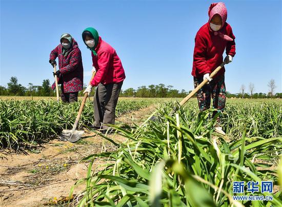  5月11日，農(nóng)民在山西省大同市云州區(qū)西坪鎮(zhèn)唐家堡村邊的黃花菜地里除草。新華社發(fā)（柴婷 攝）